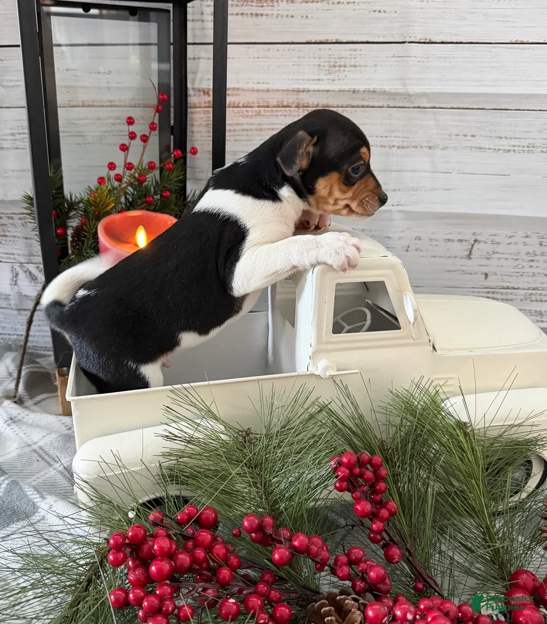 Toy Fox Terrier dogs for sale: Tucker - Ad 2