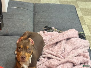 American Pit Bull Terrier dogs - Ad 7