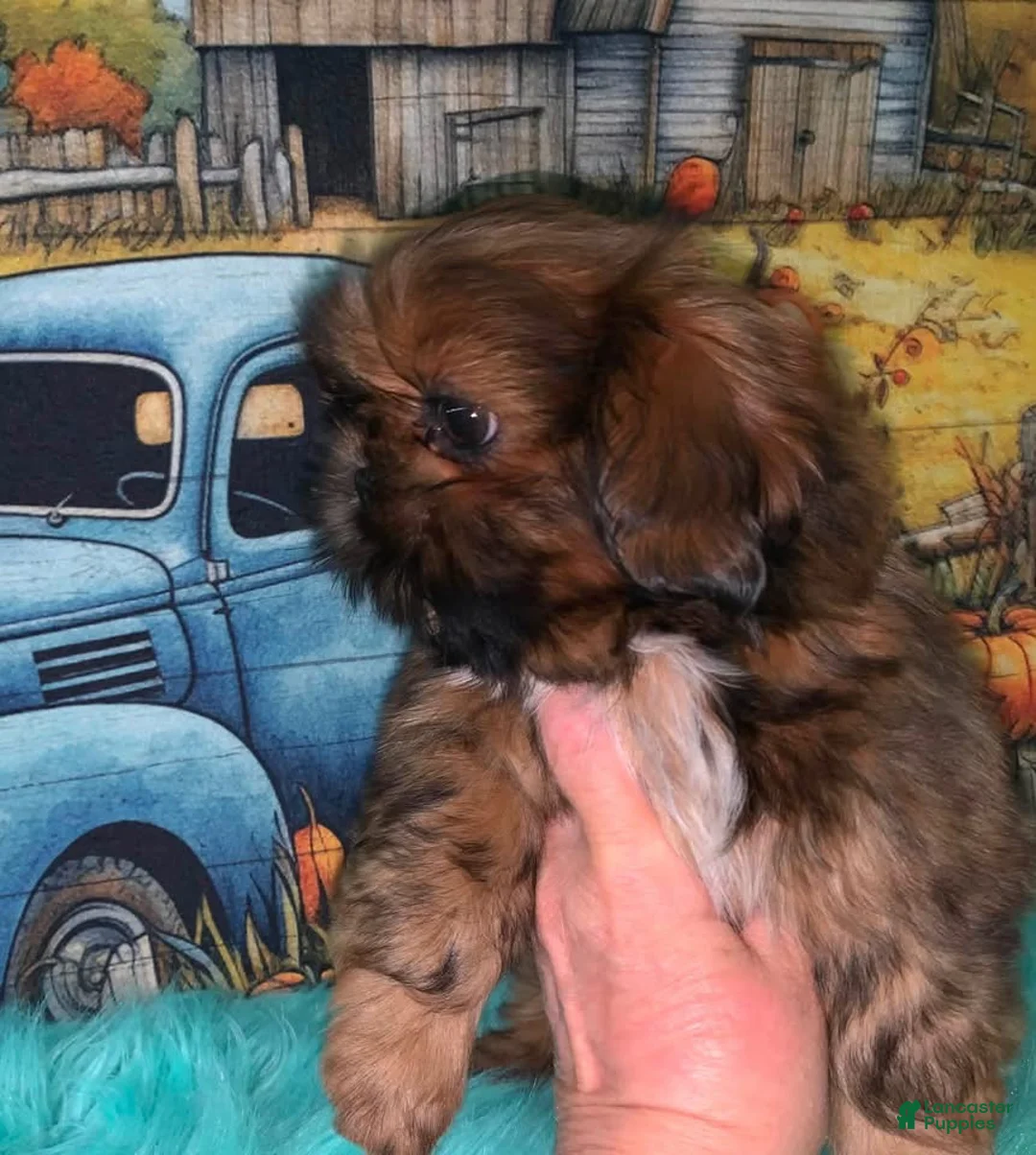 Shih Tzu dogs for sale: Kassy - Ad 3
