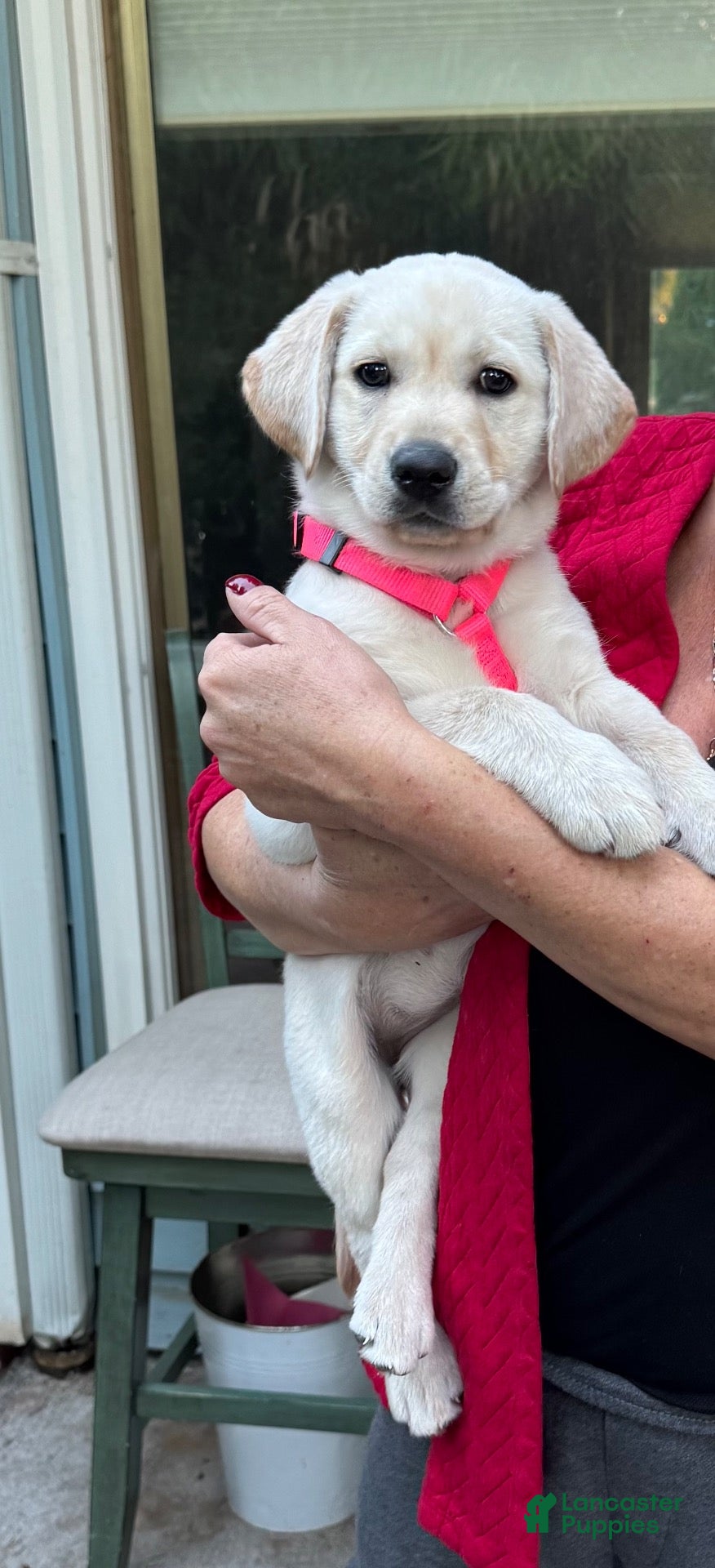Labrador Retriever dogs for sale: Labrador Retriever 1 - Ad 5