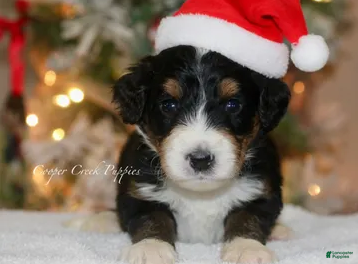 Bernedoodle dogs Grinch - Ad 6