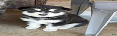 Alaskan Malamute Puppy 7