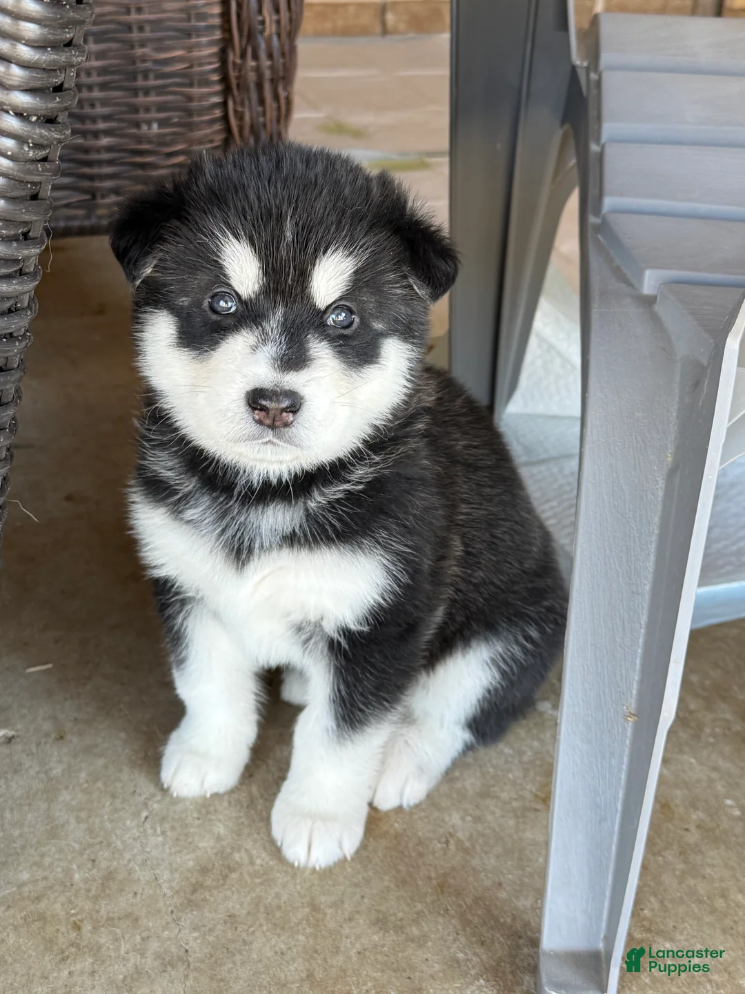 Alaskan Malamute dogs for sale: Alaskan Malamute Puppy 7 - Ad 1