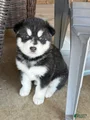 Alaskan Malamute Puppy 7
