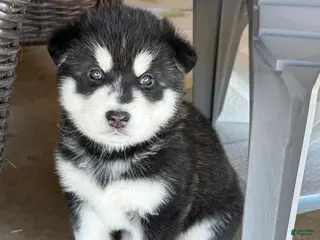 Alaskan Malamute dogs Alaskan Malamute Puppy 7 - Ad 14