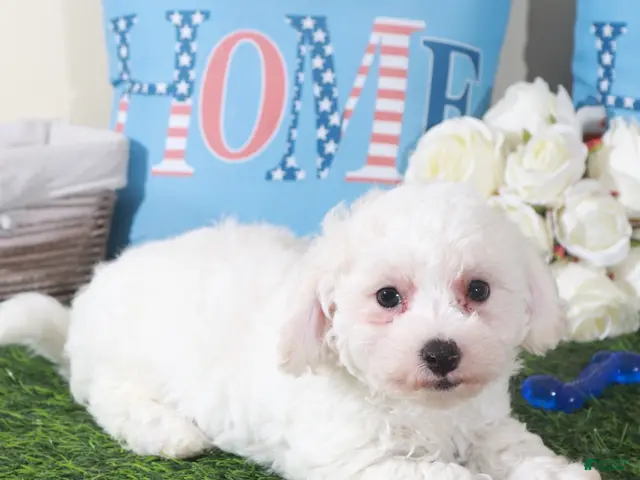 Bichon Frise dogs for sale: Chandler-Charming Male Bischon Frise Puppy - Ad 1
