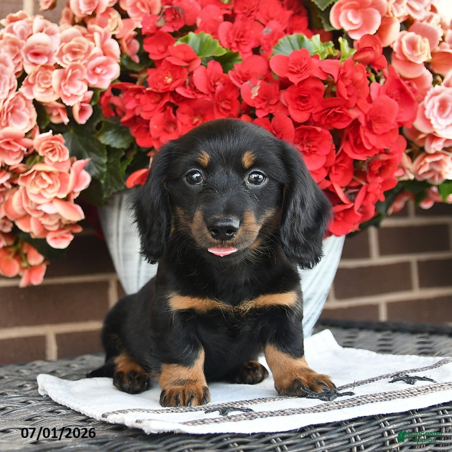 Miniature Dachshund dogs Tippy  - Ad 2