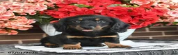 Miniature Dachshund dogs for sale: Tippy  - Ad 2