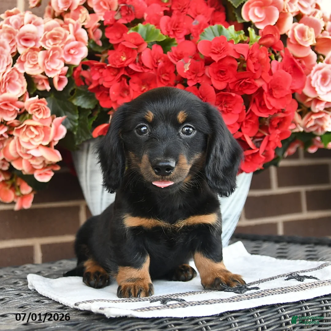 Miniature Dachshund dogs for sale: Tippy  - Ad 2