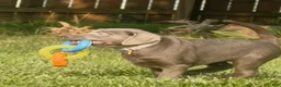 Labrador Retriever dogs for sale: Labrador Retriever 1 - Ad 24