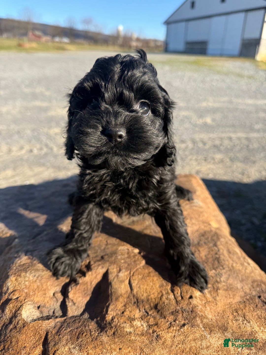 Cockapoo dogs for sale: Cockapoo Puppy 1 - Ad 1