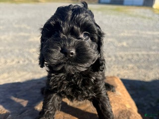 Cockapoo dogs Cockapoo Puppy 1 - Ad 40