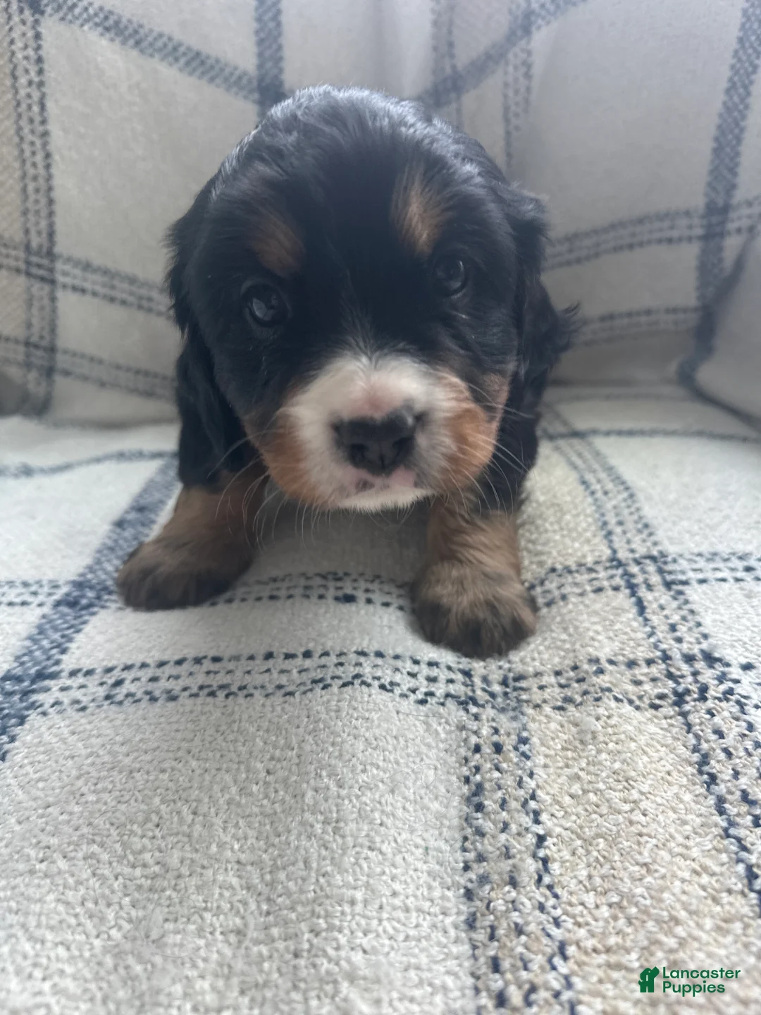 Miniature Bernese Mountain Dog dogs for sale: Miniature Bernese Mountain Dog Puppy 6 - Ad 6