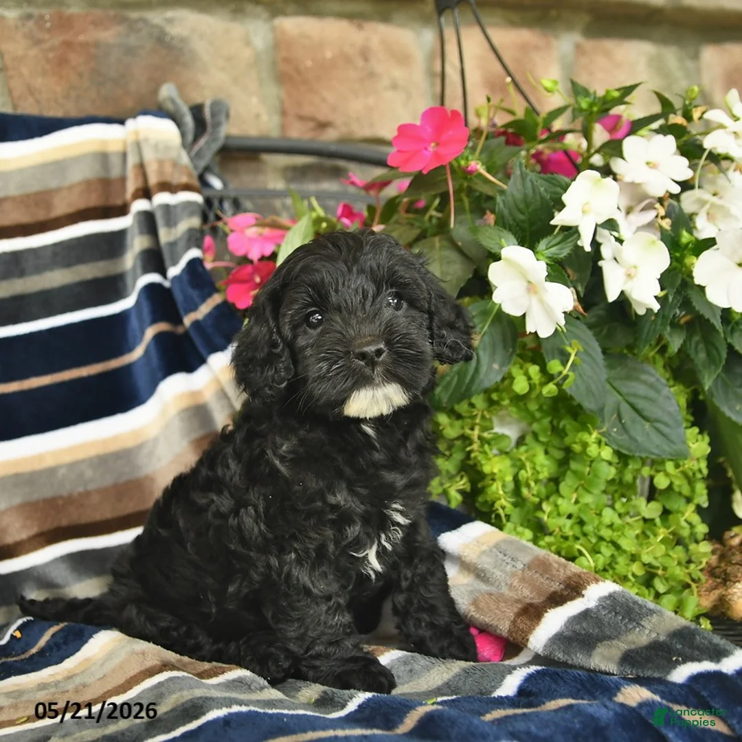 Mini Goldendoodle dogs for sale: Eve  - Ad 2