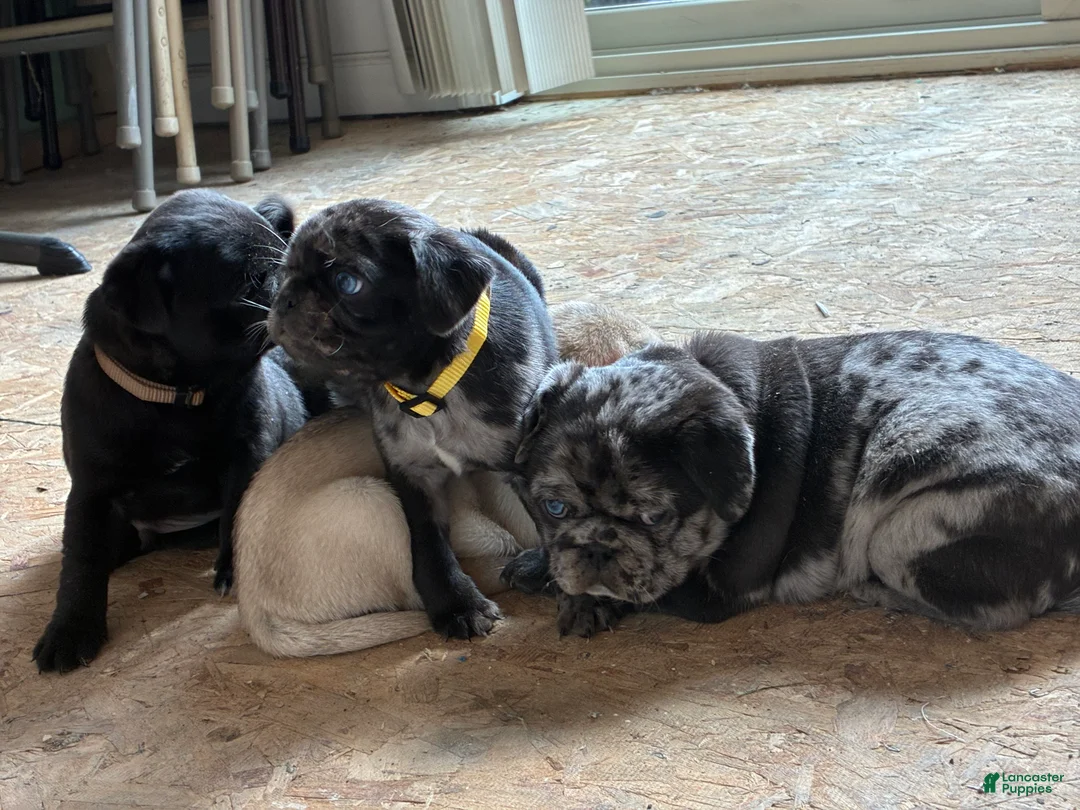 Pug dogs for sale: Max - Ad 8