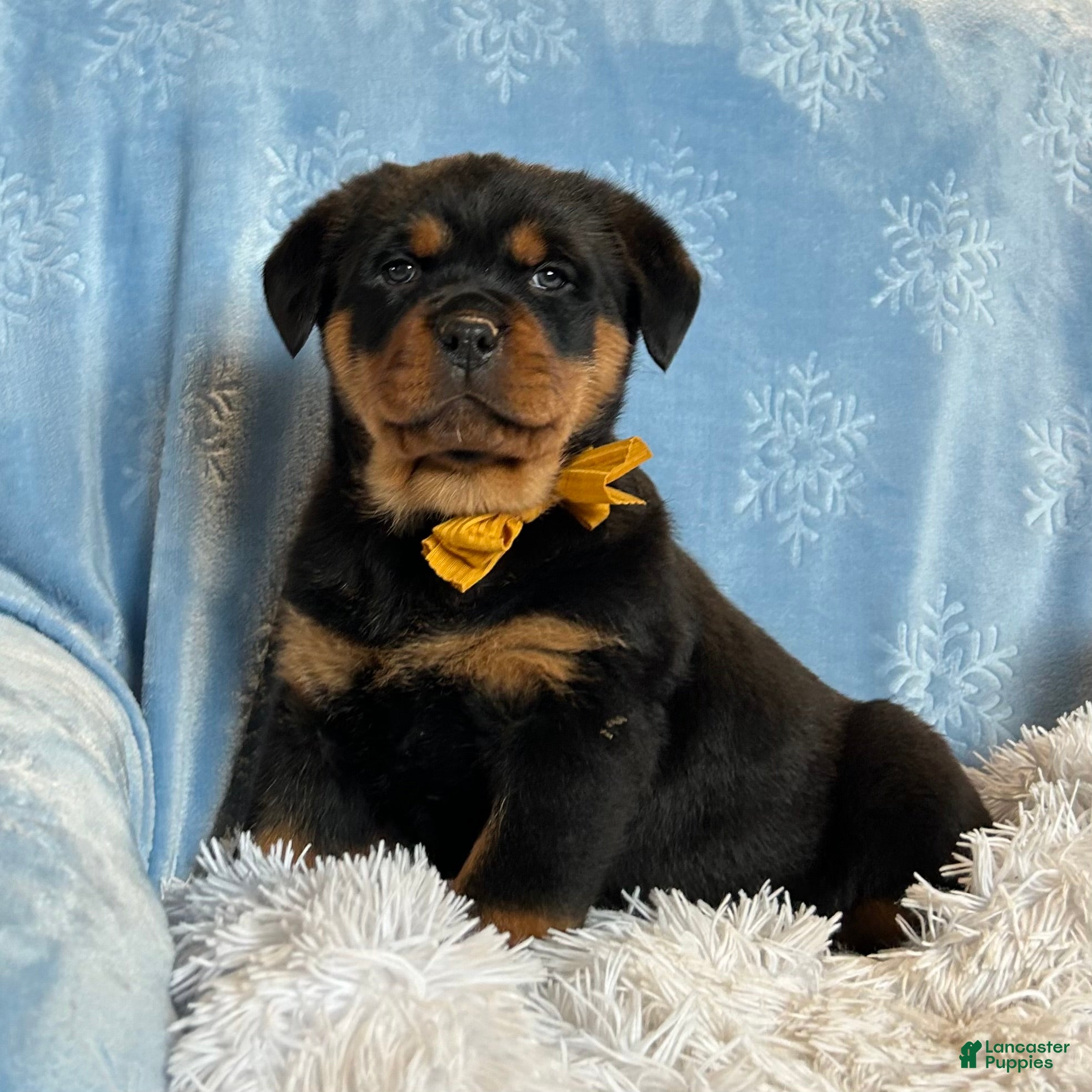 Rottweiler dogs Sidney - Ad 38