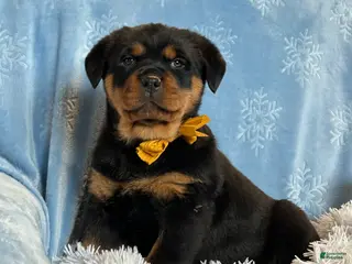 Rottweiler dogs Sidney - Ad 2