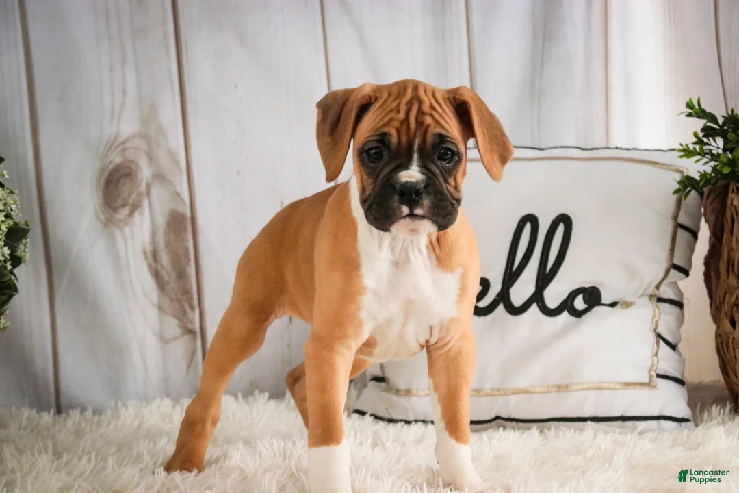 Boxer dogs for sale: Terra - Ad 6