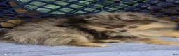Pomeranian dogs for sale: Akc Jax  - Ad 2