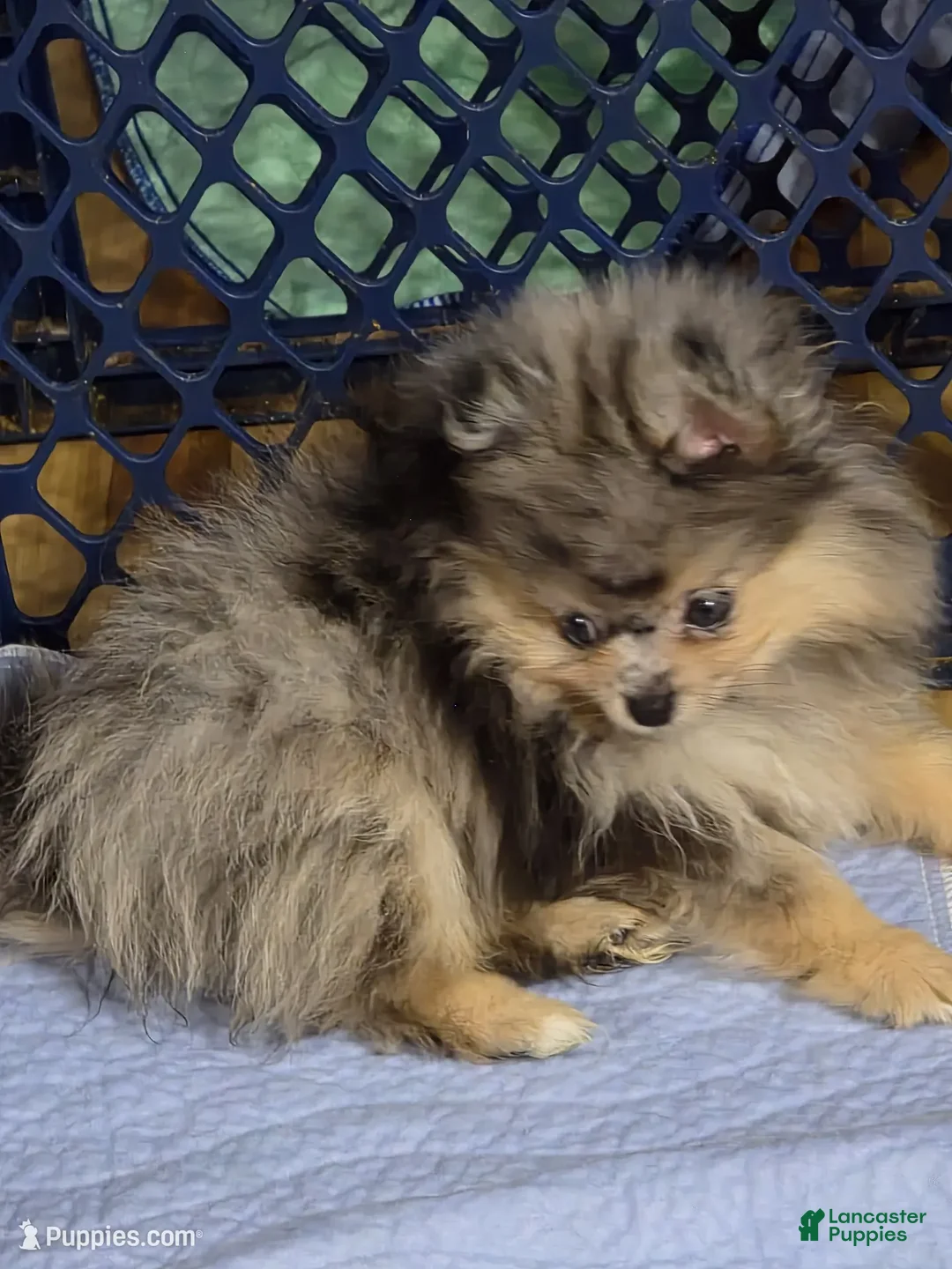 Pomeranian dogs for sale: Akc Jax  - Ad 2