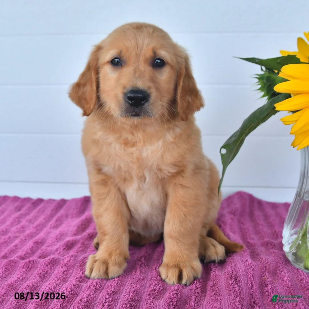 Golden Retriever dogs for sale: Carmel - Ad 1