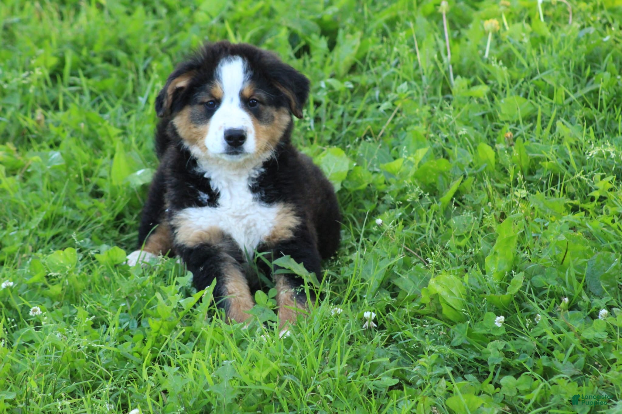Mixed Breed dogs ♥️SWEET ROCCO♥️ - Ad 2