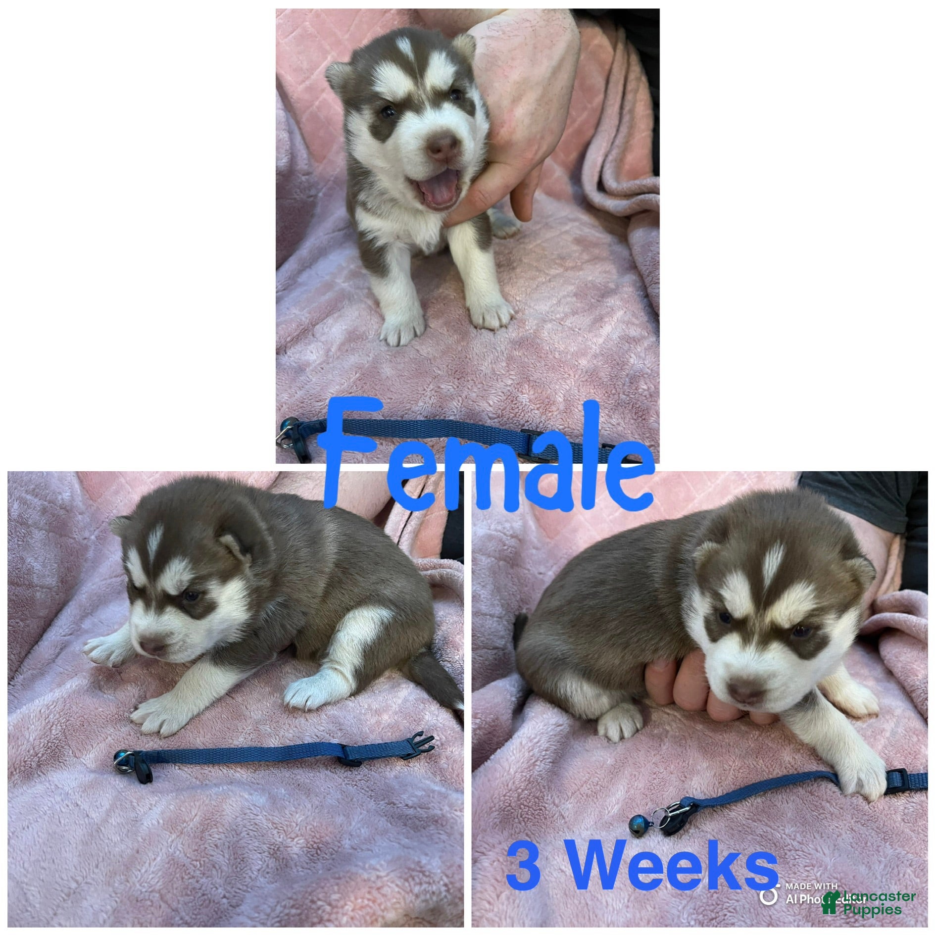 Siberian Husky dogs Siberian Husky Puppy 5 - Ad 19