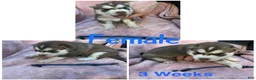 Siberian Husky dogs for sale: Siberian Husky Puppy 5 - Ad 6