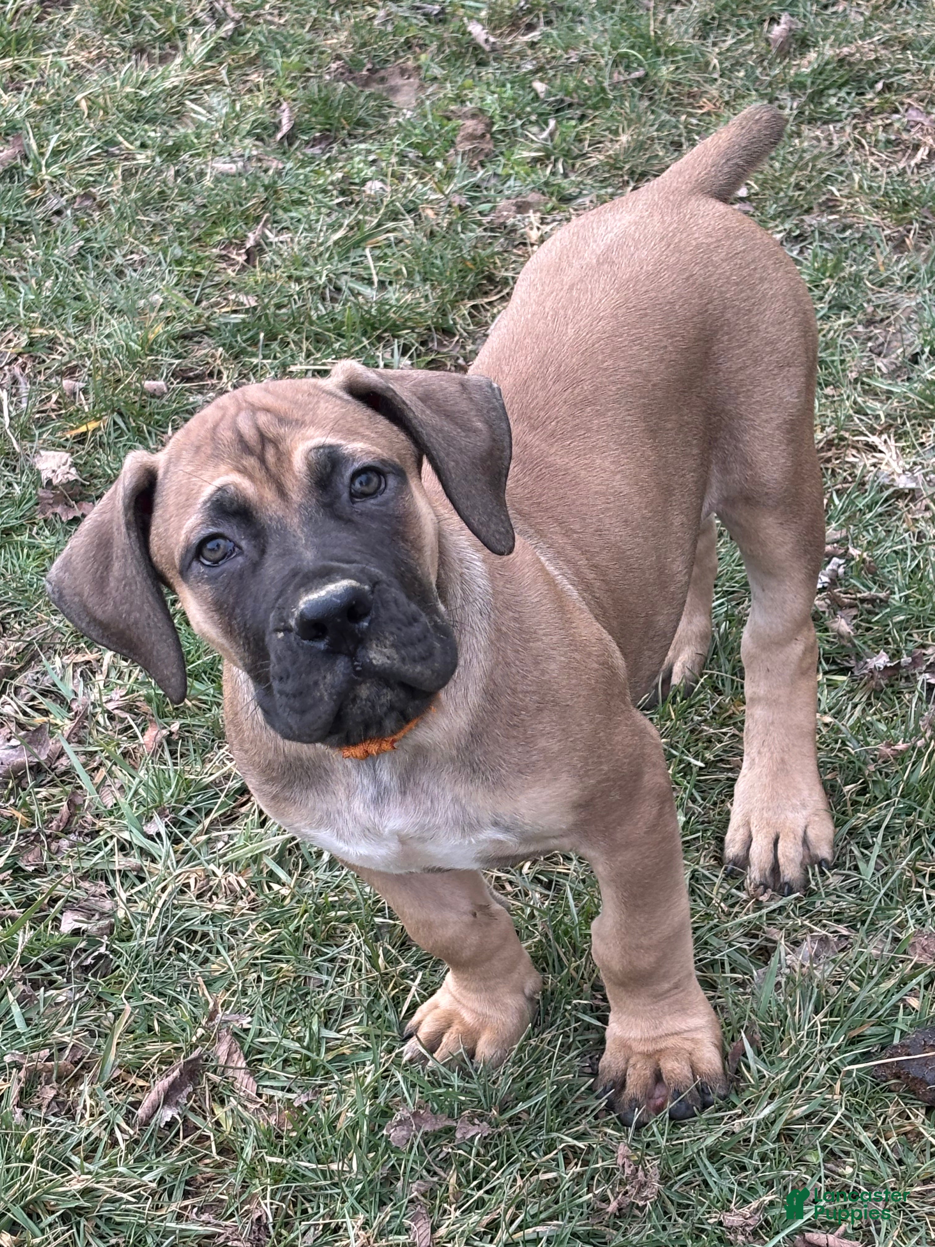 South African Boerboels dogs South African Boerboels Puppy 1 - Ad 2
