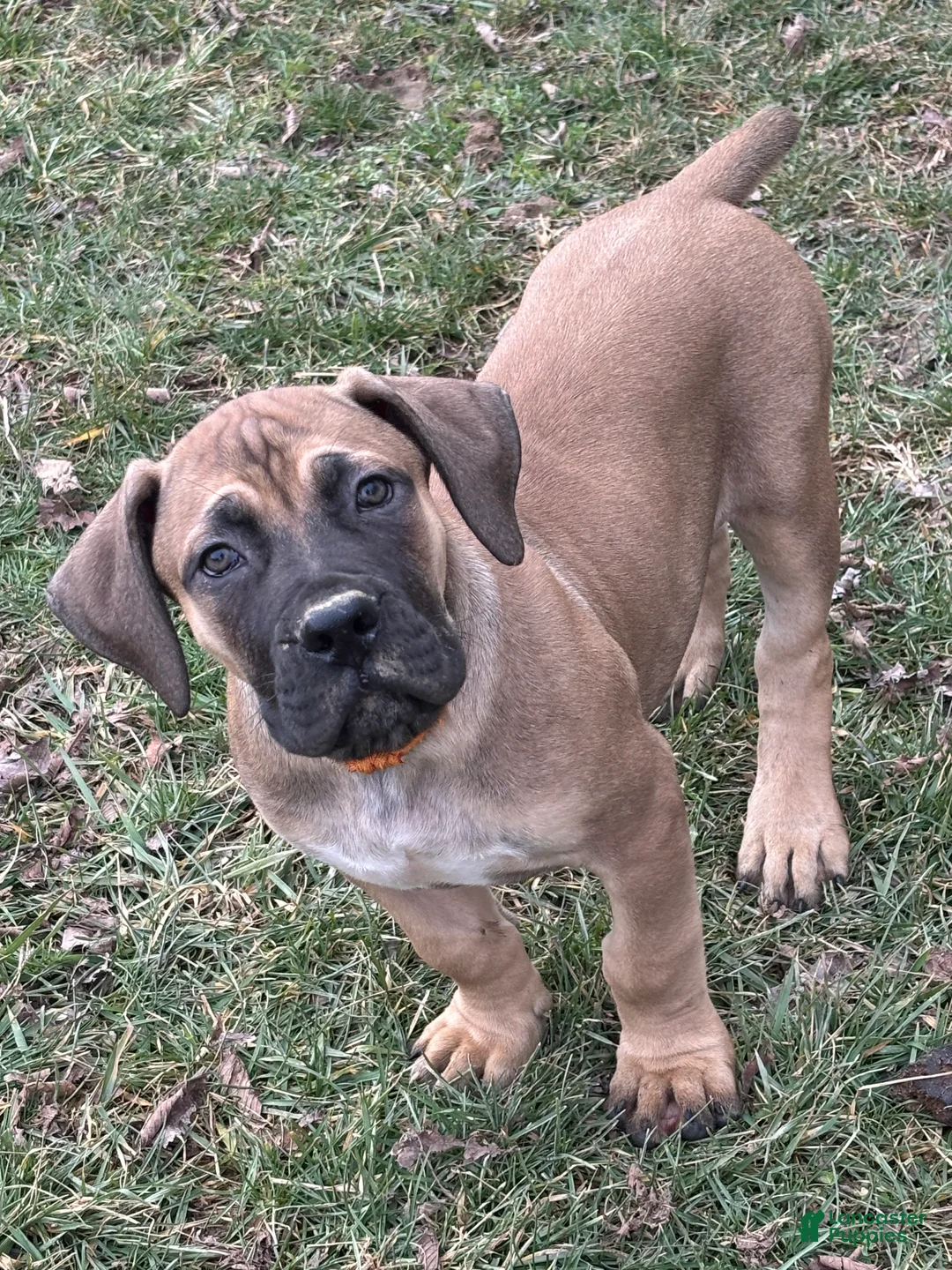 South African Boerboels dogs for sale: South African Boerboels Puppy 1 - Ad 1