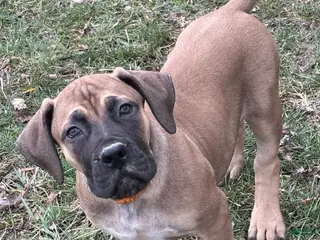South African Boerboels dogs South African Boerboels Puppy 1 - Ad 2