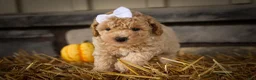 Miniature Poodle dogs for sale: Jenson ✨ - Ad 5
