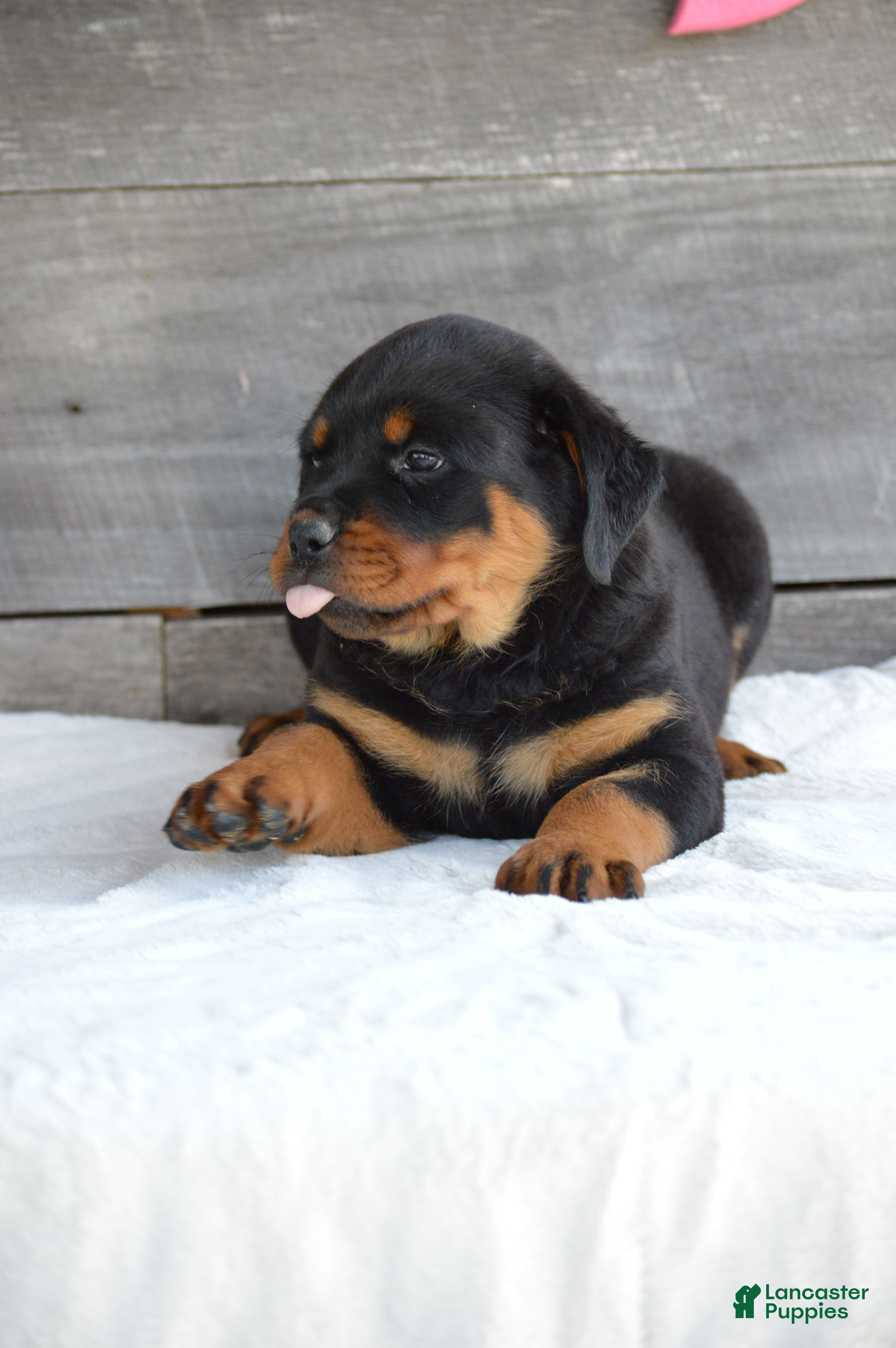 Rottweiler dogs Brandi - Ad 2