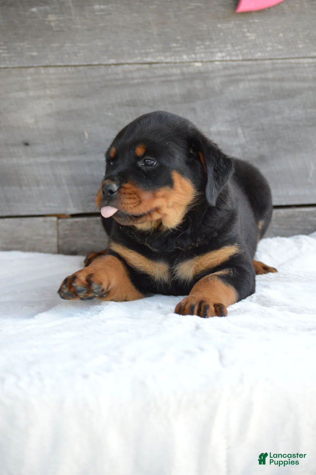Rottweiler dogs for sale: Brandi - Ad 2