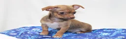 Chihuahua dogs for sale: Chihuahua 2 - Ad 4