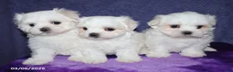 Maltese dogs for sale: Nancy - Ad 11