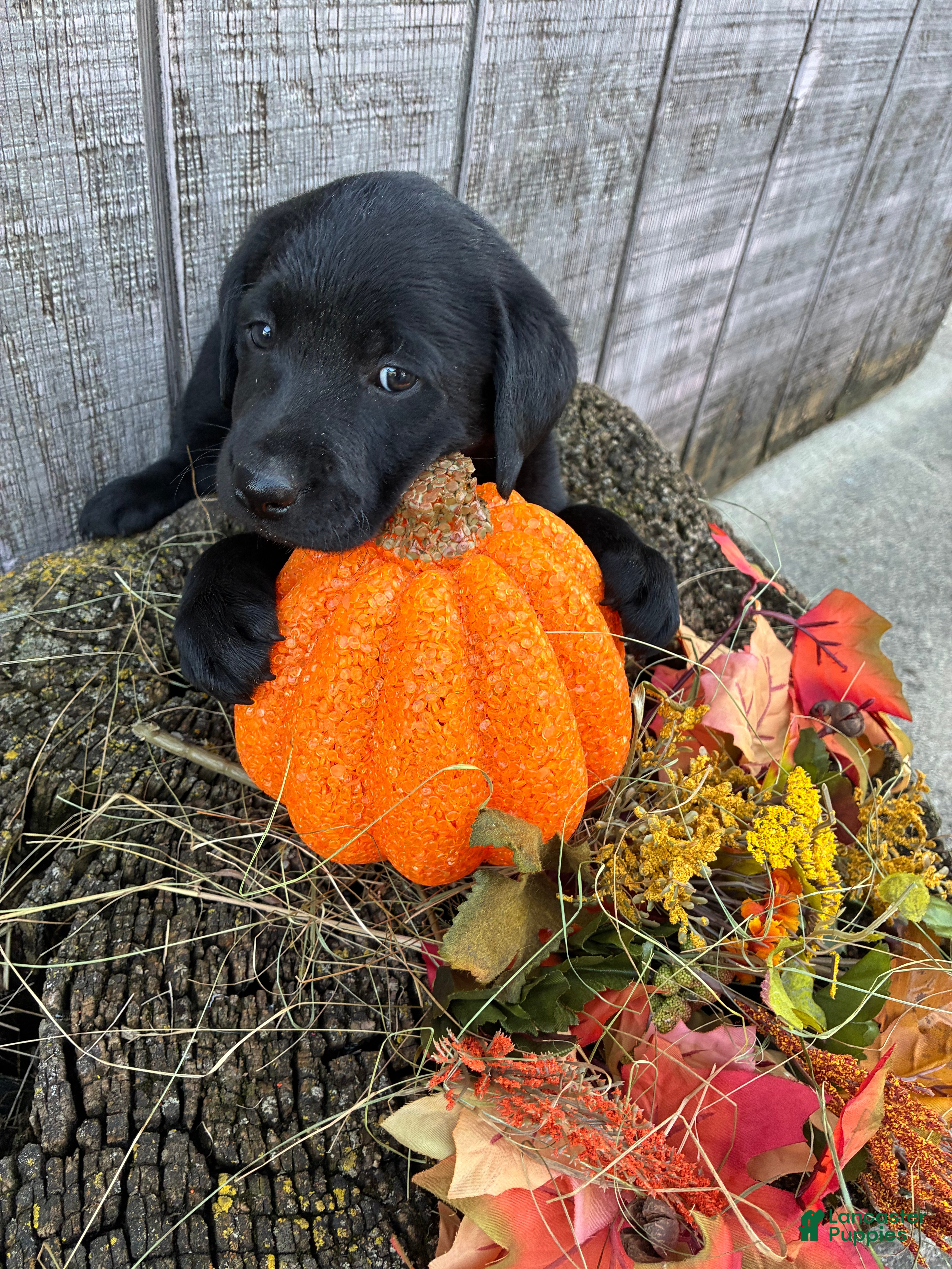 Labrador Retriever dogs Black girl 2 (on hold) - Ad 2