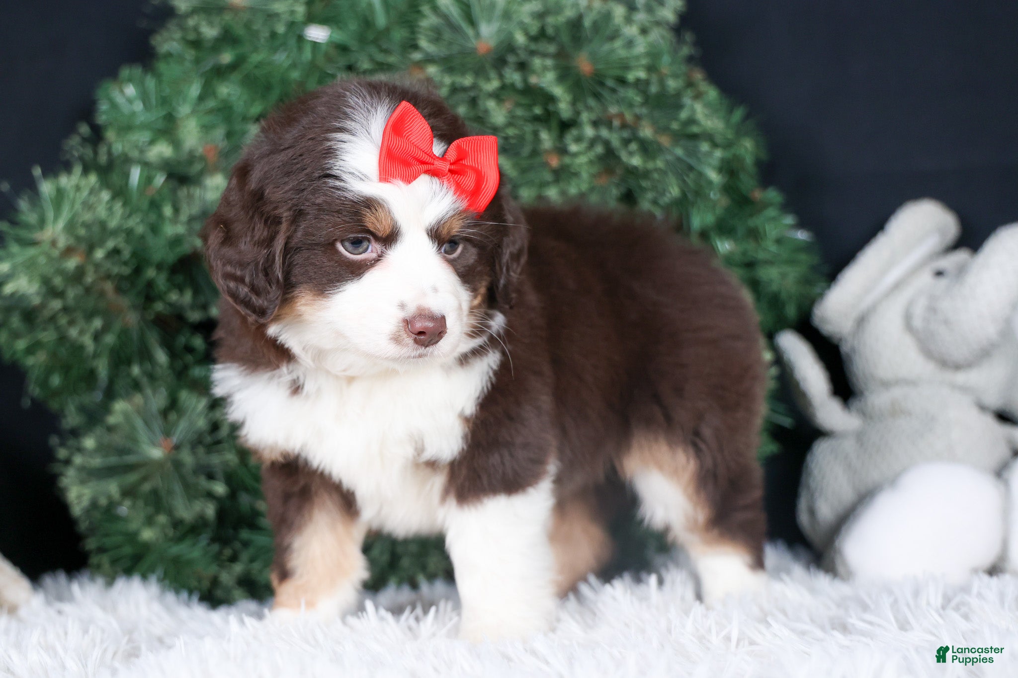 Miniature Australian Shepherd dogs SALLY - Ad 5