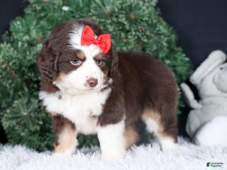 Miniature Australian Shepherd dogs SALLY - Ad 5