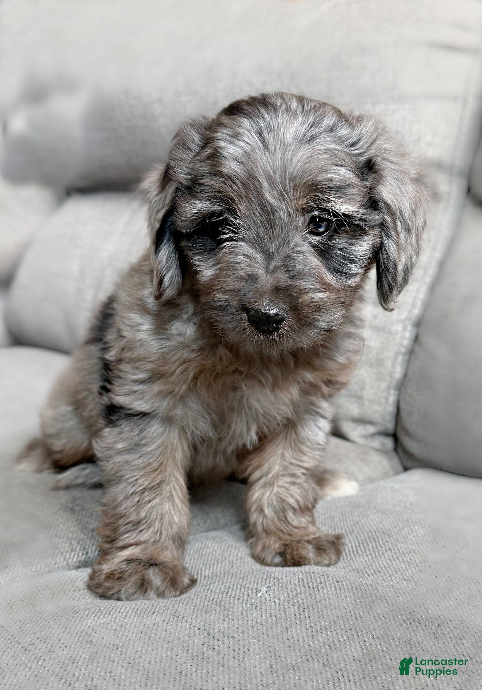 Mini Aussiedoodle dogs Frankie - Ad 1