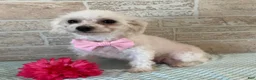 Mixed Breed dogs for sale: Chase - Ad 5