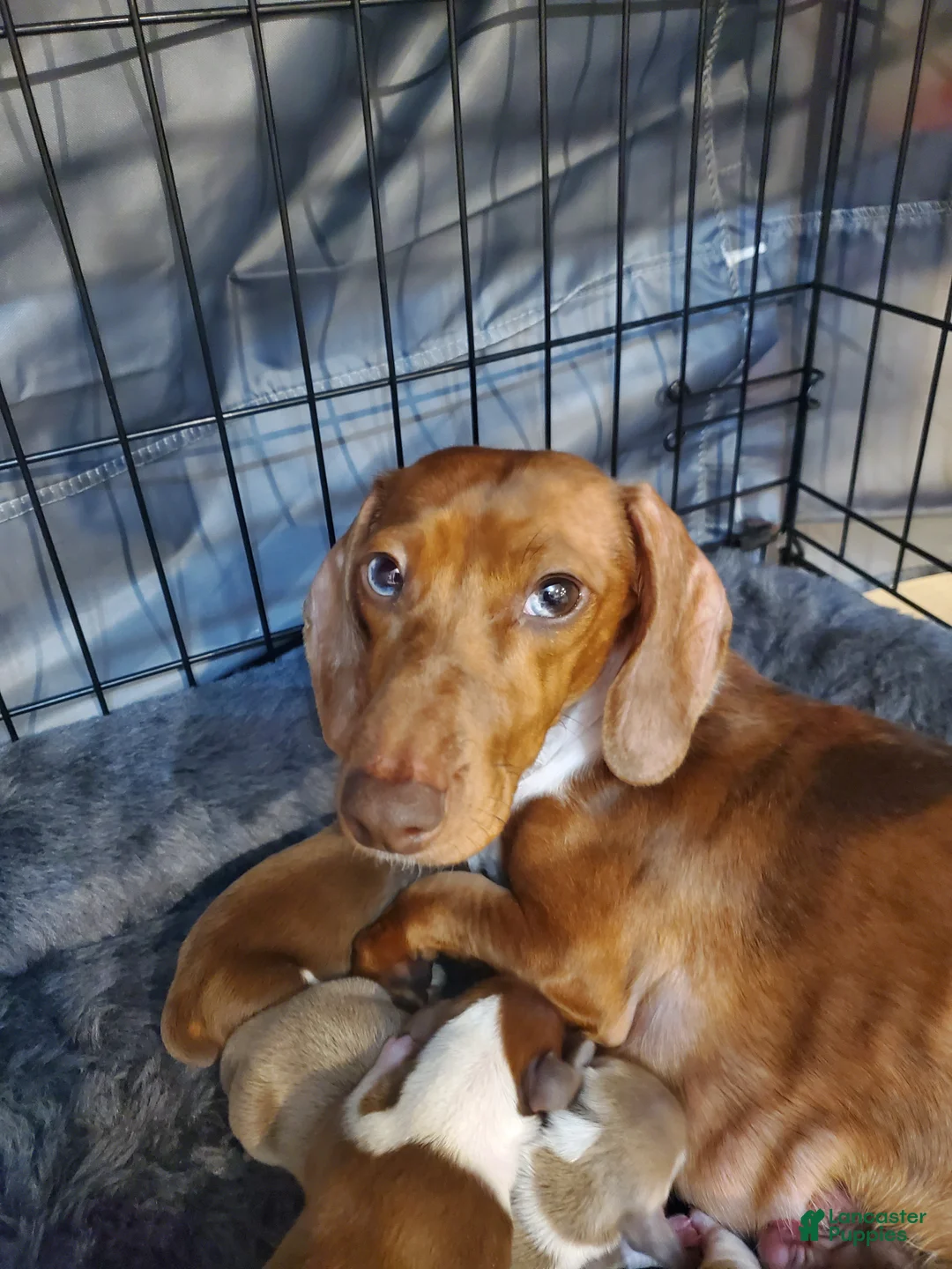 Dachshund dogs for sale: Dachshund Puppy 2 - Ad 2