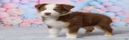 Australian Shepherd dogs for sale: Theo - Ad 2