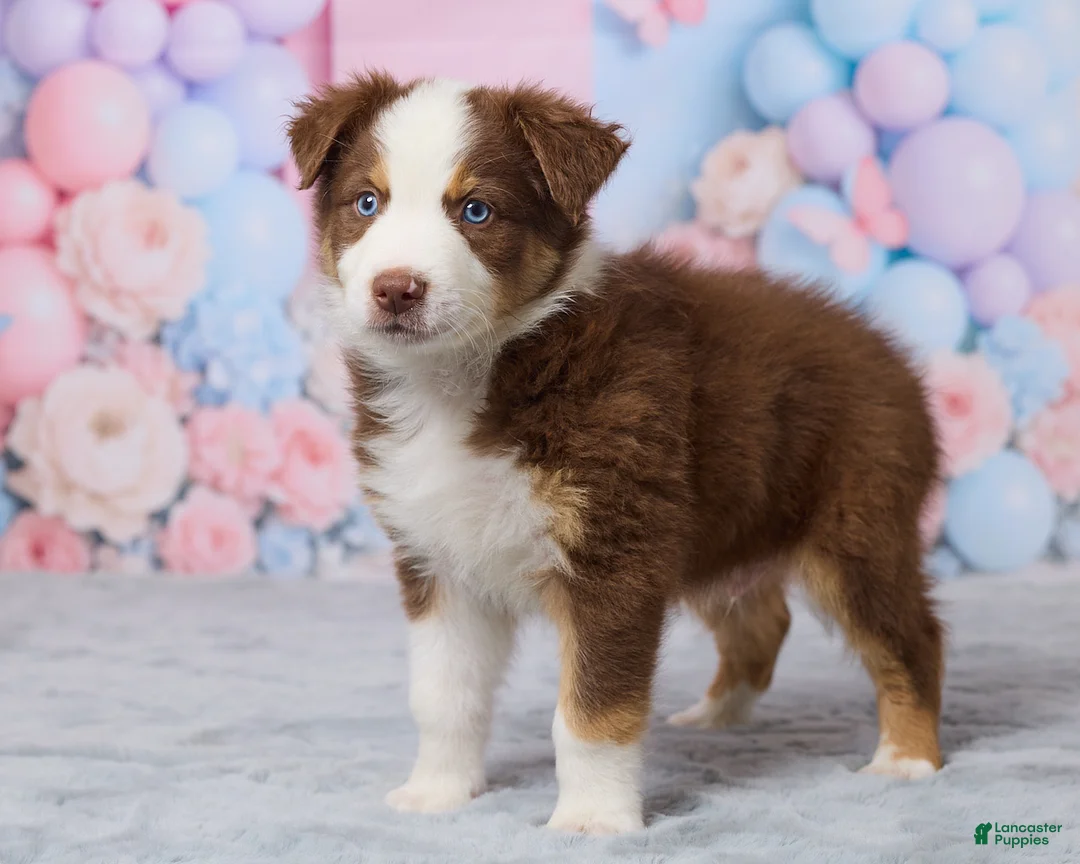 Australian Shepherd dogs for sale: Theo - Ad 2