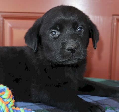 Labrador Retriever dogs Dakota- Champ lines - Ad 7