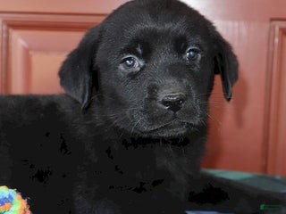 Labrador Retriever dogs Dakota- Champ lines - Ad 3