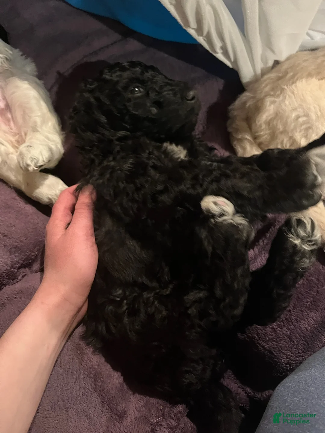 Labradoodle dogs for sale: Chocolate - Ad 9