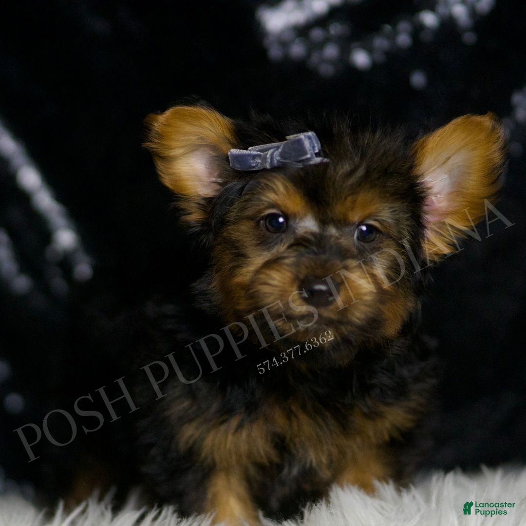 Yorkshire Terrier dogs for sale: Shadow - Ad 3