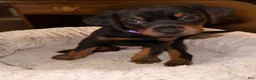 Mixed Breed dogs for sale: Mr. Purple - Ad 3