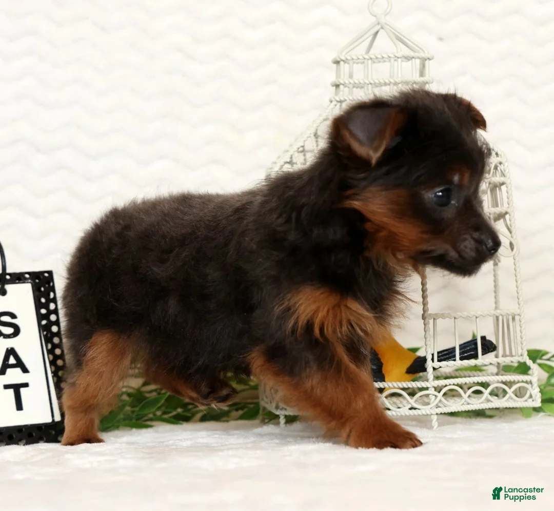 Yorkshire Terrier dogs for sale: Riley - Ad 9